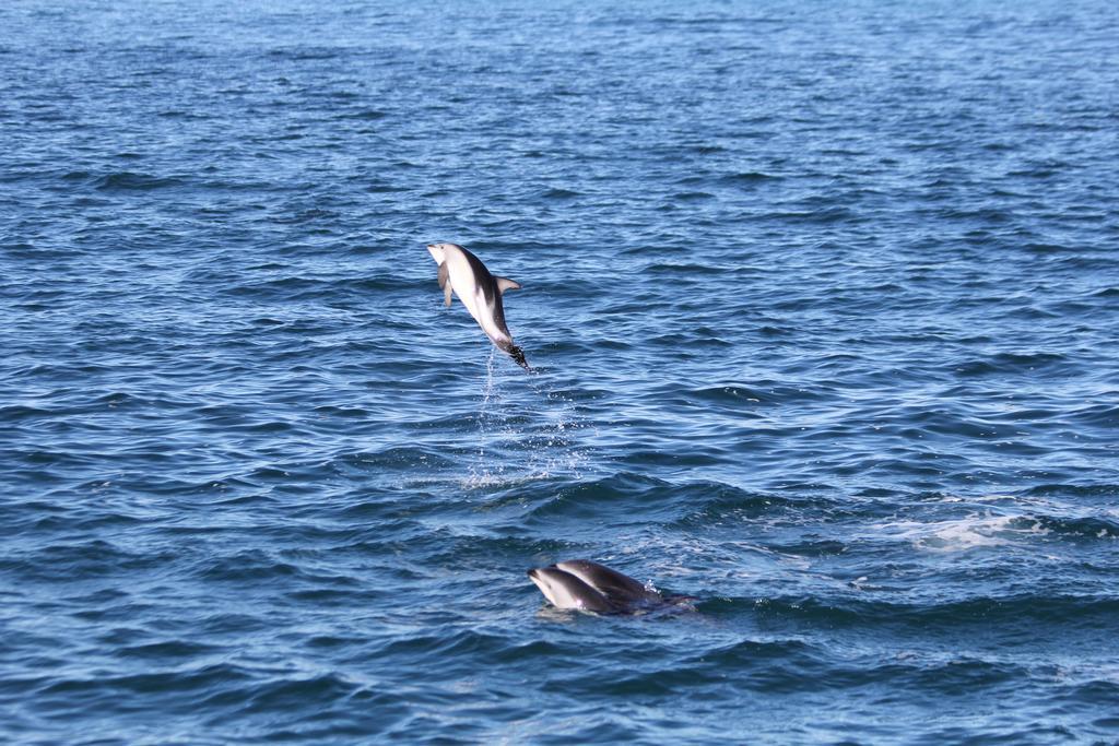 Boutique Hotel Kaikoura Dış mekan fotoğraf
